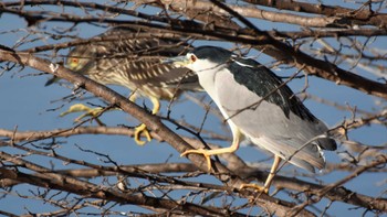 2022年12月3日(土) 小諸発電所第一調整池(杉の木貯水池)の野鳥観察記録