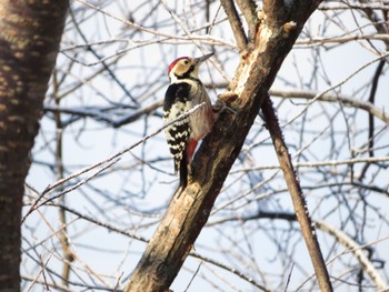 2022年12月4日(日) 十勝北部の野鳥観察記録