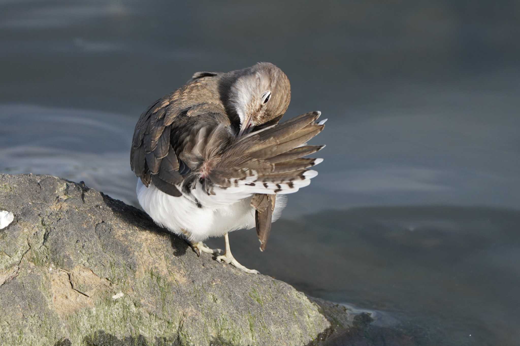 東京港野鳥公園 イソシギの写真 by ace