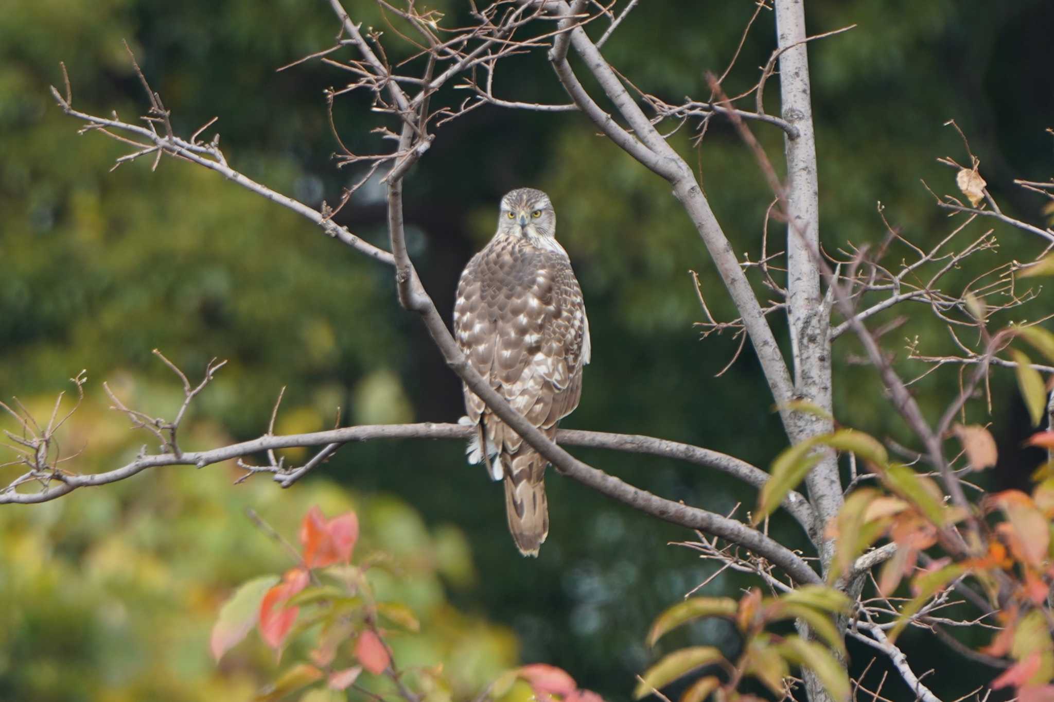 東京港野鳥公園 オオタカの写真