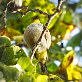 Warbling White-eye 鈴鹿青少年の森(三重県) Sun, 12/4/2022