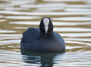 Eurasian Coot 鈴鹿青少年の森(三重県) Sun, 12/4/2022