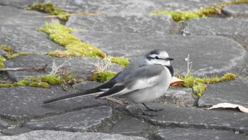 White Wagtail 南部山健康運動公園(青森県八戸市) Sat, 12/3/2022