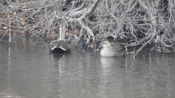 Eastern Spot-billed Duck 南部山健康運動公園(青森県八戸市) Sat, 12/3/2022