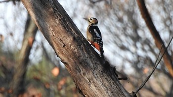 Great Spotted Woodpecker 南部山健康運動公園(青森県八戸市) Fri, 11/25/2022