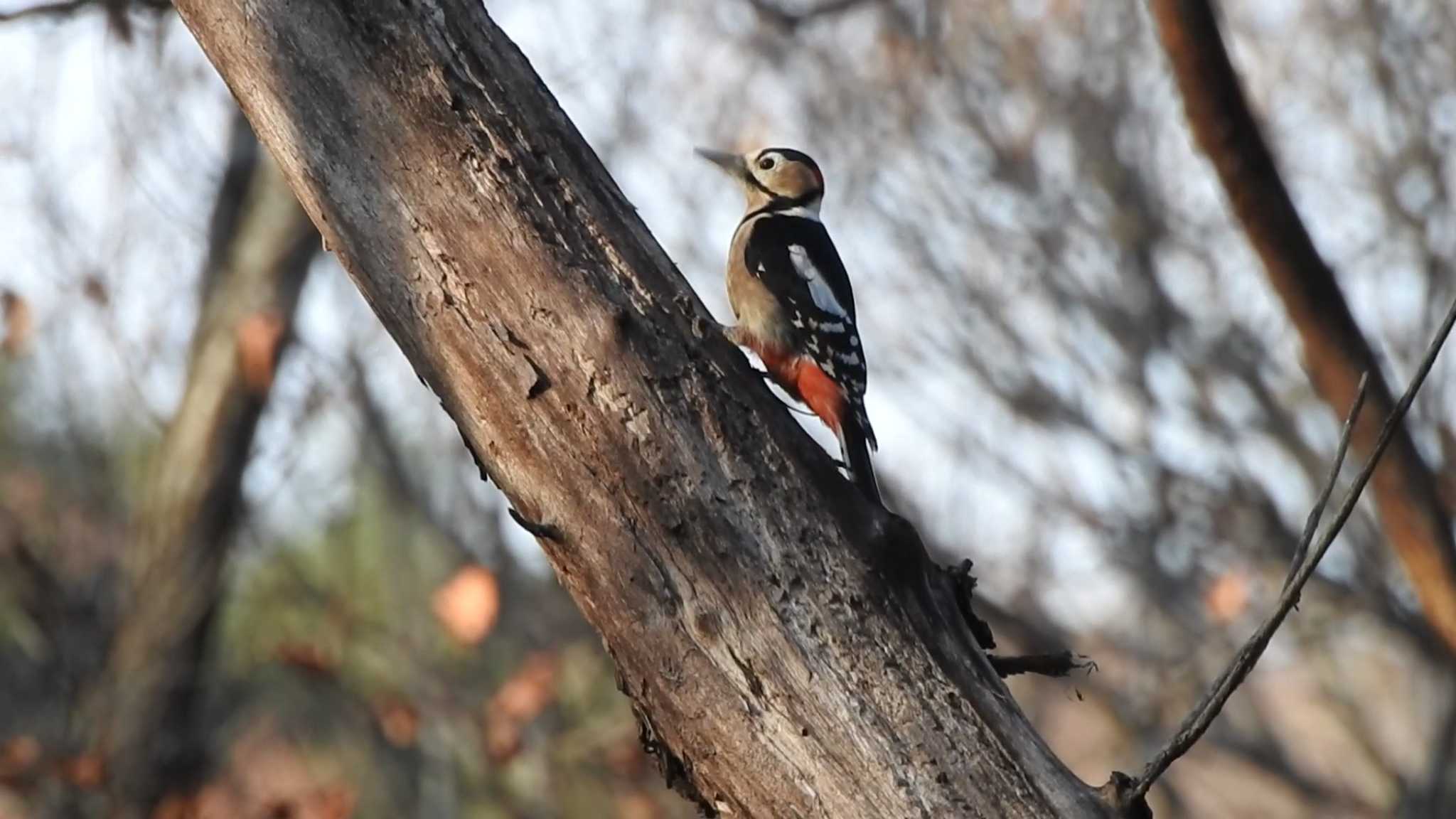 Photo of Great Spotted Woodpecker at 南部山健康運動公園(青森県八戸市) by 緑の風