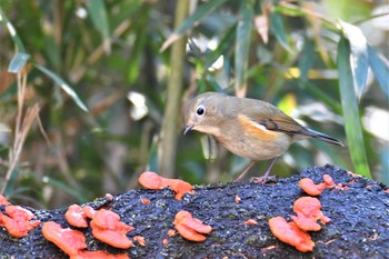Red-flanked Bluetail 栃木県 Sun, 12/4/2022