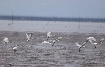 クロツラヘラサギ 大授搦(東与賀干潟) 2022年12月4日(日)