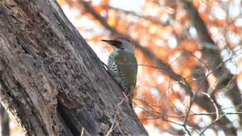Japanese Green Woodpecker 南部山健康運動公園(青森県八戸市) Fri, 11/25/2022