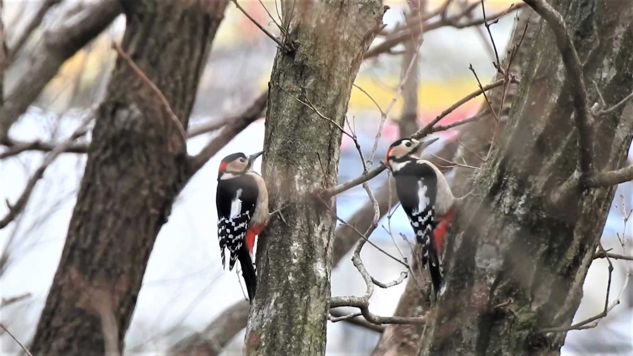 南部山健康運動公園(青森県八戸市) アカゲラの写真