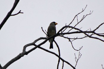 2022年12月4日(日) 松尾寺公園の野鳥観察記録