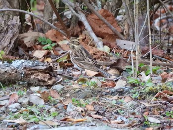 Rustic Bunting 和泉葛城山 Sun, 12/4/2022