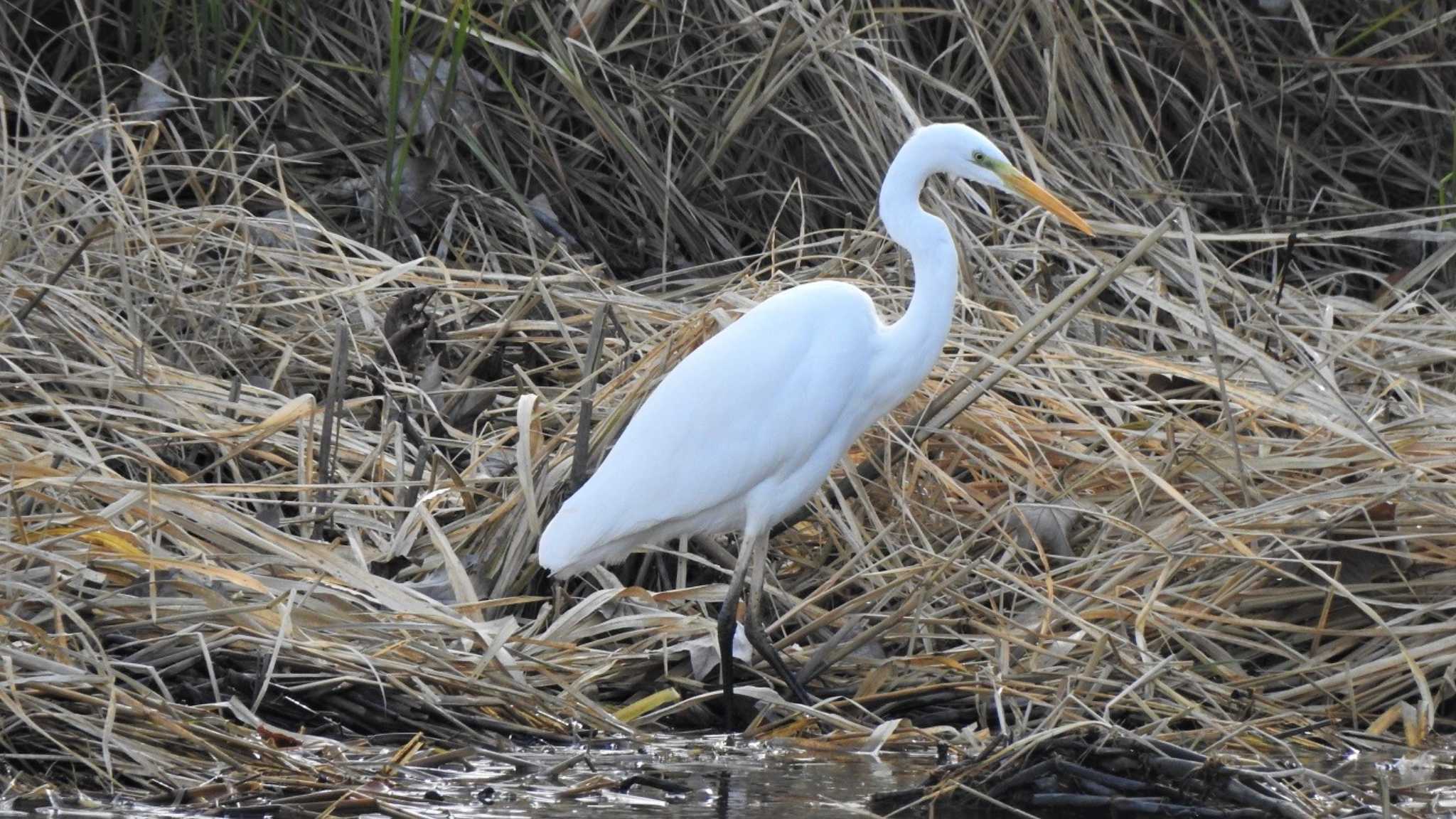 Photo of Great Egret at 南部山健康運動公園(青森県八戸市) by 緑の風