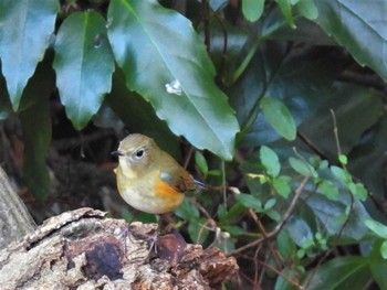 2022年12月4日(日) 見沼たんぼの野鳥観察記録