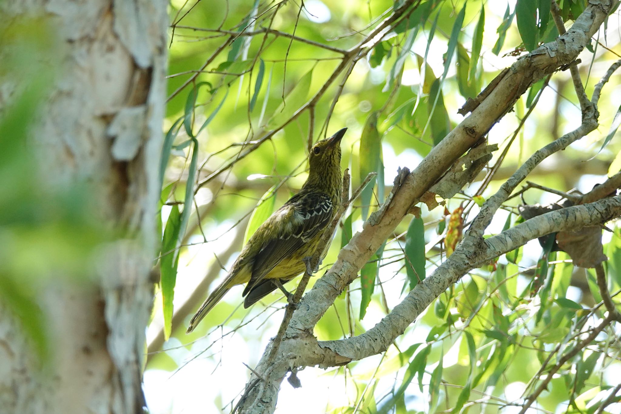 Cattana Wetlands(Cairns) キミドリコウライウグイスの写真 by のどか