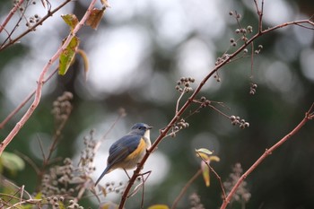 Red-flanked Bluetail 和泉葛城山 Sun, 12/4/2022