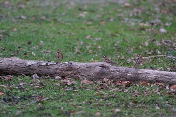 Rustic Bunting 和泉葛城山 Sun, 12/4/2022