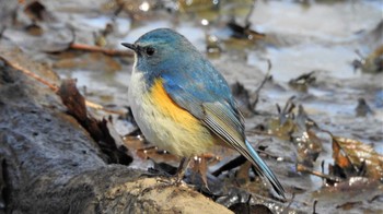 Red-flanked Bluetail Kitamoto Nature Observation Park Sat, 1/29/2022