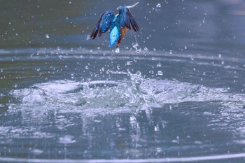 カワセミ 千里南公園 2022年12月4日(日)