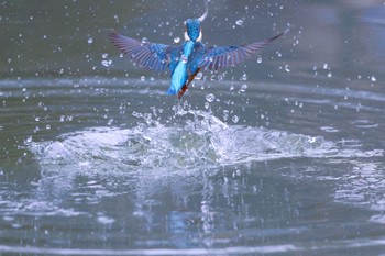 カワセミ 千里南公園 2022年12月4日(日)