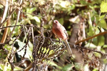2022年12月4日(日) 早戸川林道の野鳥観察記録