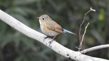 Red-flanked Bluetail Kitamoto Nature Observation Park Sat, 1/15/2022