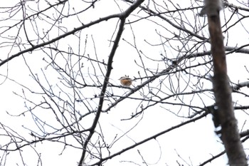 2022年12月4日(日) 千葉県立行田公園の野鳥観察記録