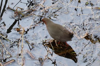 2022年12月4日(日) 境川遊水地公園の野鳥観察記録