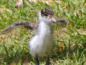 Masked Lapwing Government House, Sydney, NSW, Australia Sun, 12/4/2022