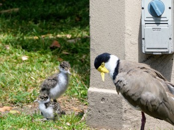 Masked Lapwing Government House, Sydney, NSW, Australia Sun, 12/4/2022