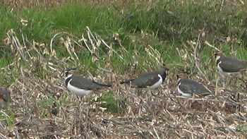 Northern Lapwing 松阪 Sun, 12/4/2022