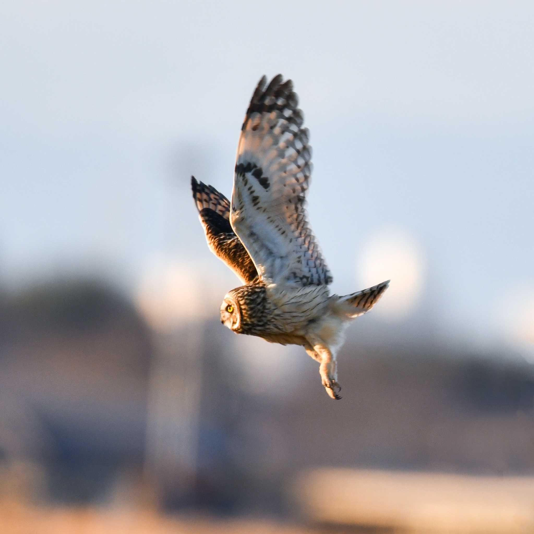 埼玉県 コミミズクの写真 by Yokai