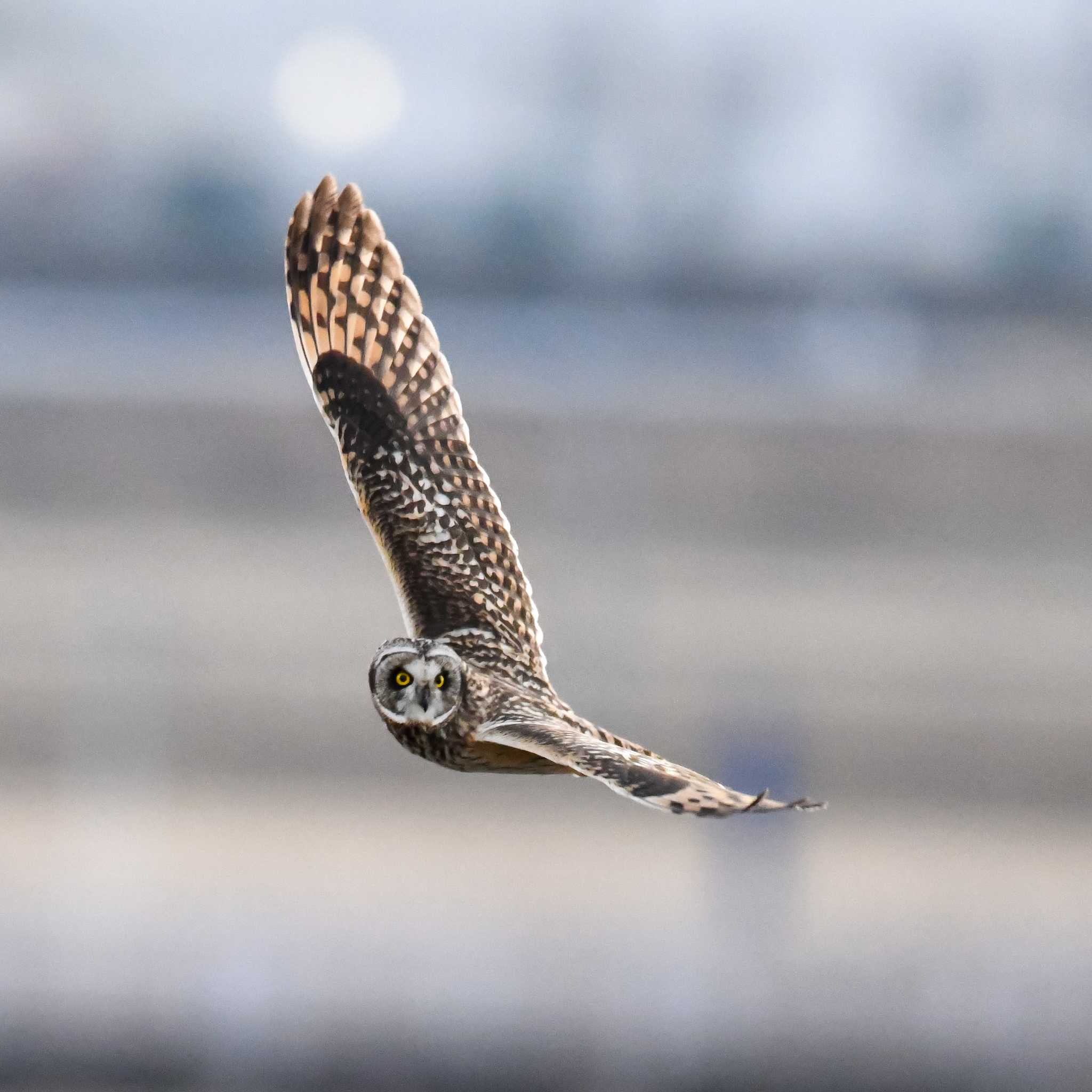 埼玉県 コミミズクの写真 by Yokai