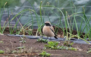 サバクヒタキ 場所が不明 撮影日未設定