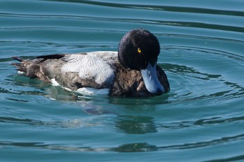 2018年3月3日(土) 茨城県の野鳥観察記録