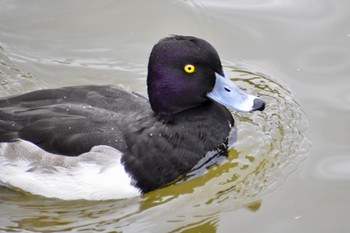 キンクロハジロ 袖ヶ浦公園 2022年12月4日(日)