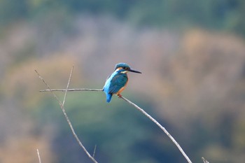 カワセミ 袖ヶ浦公園 2022年12月4日(日)