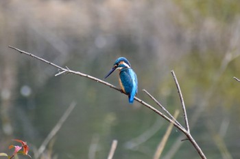 Common Kingfisher 袖ヶ浦公園 Sun, 12/4/2022