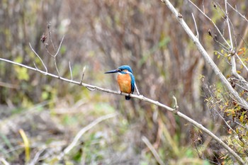 カワセミ 袖ヶ浦公園 2022年12月4日(日)