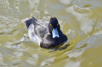 Tufted Duck 袖ヶ浦公園 Sun, 12/4/2022