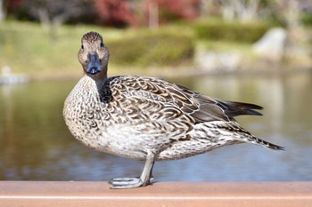 オナガガモ 袖ヶ浦公園 2022年12月4日(日)