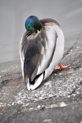 Mallard 袖ヶ浦公園 Sun, 12/4/2022