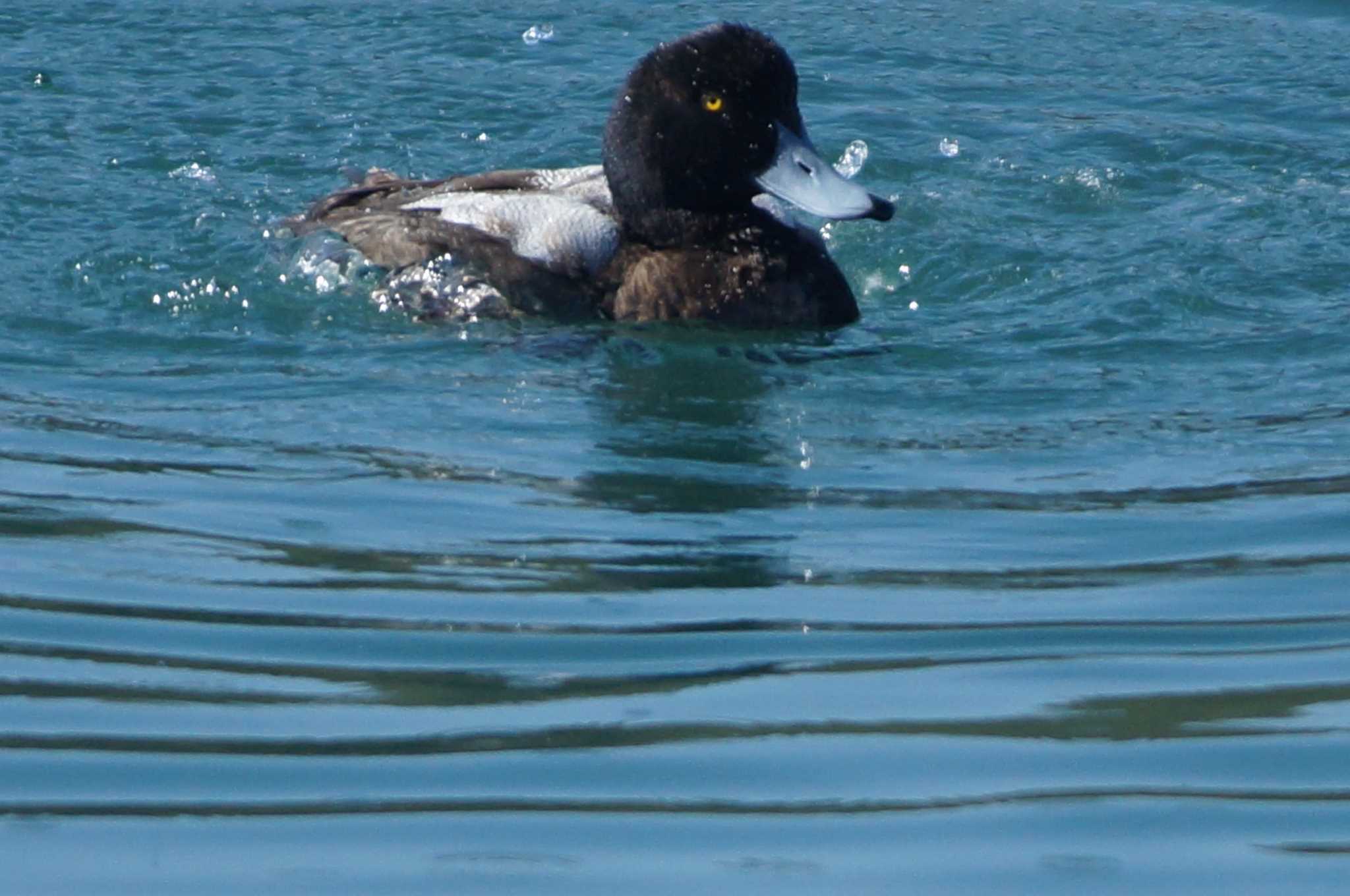 Greater Scaup