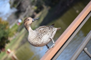 オナガガモ 袖ヶ浦公園 2022年12月4日(日)