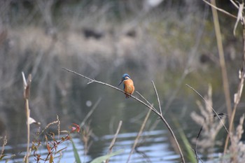 Common Kingfisher 袖ヶ浦公園 Sun, 12/4/2022
