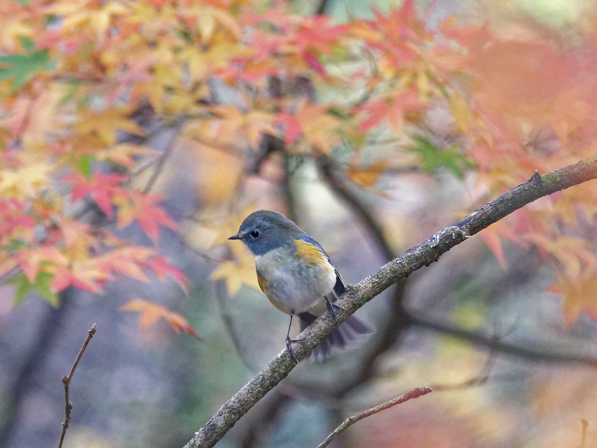 氷取沢市民の森 ルリビタキの写真 by しおまつ