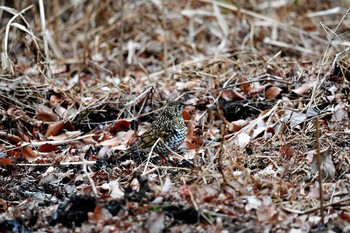 未同定 場所が不明 2018年1月22日(月)