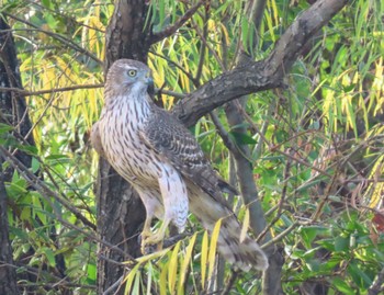 Eurasian Goshawk Mizumoto Park Sun, 12/4/2022