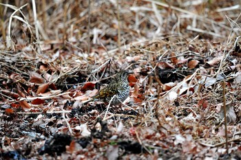 未同定 場所が不明 2018年1月22日(月)