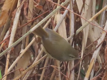 Japanese Bush Warbler Mizumoto Park Sun, 12/4/2022